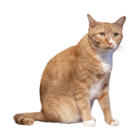 Image result for Cat Delete O2 Sensor