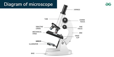 Image result for Function of Microscope