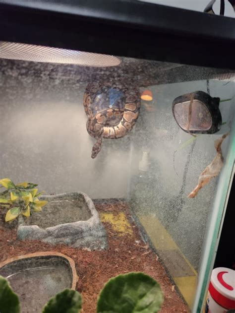 Ball Python Weight Gain 的图像结果