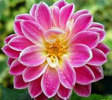 Stunning Hd Flower Photo by 40 Beautiful Flower Wallpapers For Your Desktop Mobile And Stunning Hd Flower Photo