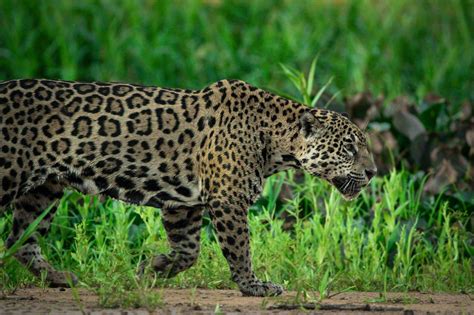 10 Endangered Animals in the Amazon Rainforest