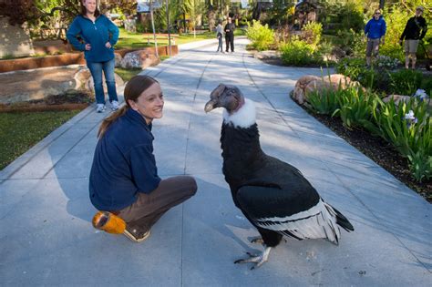 Andean Condor Size Comparison