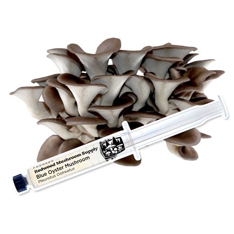 Blue Oyster Mushroom Liquid Culture Syringe | Redwood Mushroom Supply