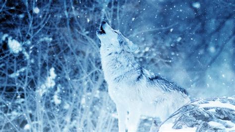 Wallpaper wolf, predator, howl, photoshop hd, picture, image