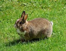 Image result for Free Photos of Bunnies
