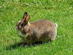 Image result for Blossom Bunnies Chilliwack