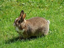 Image result for Baby Bunnies in Summer