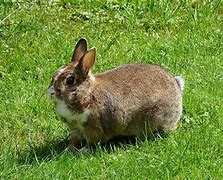 Image result for Bunnies Hugging