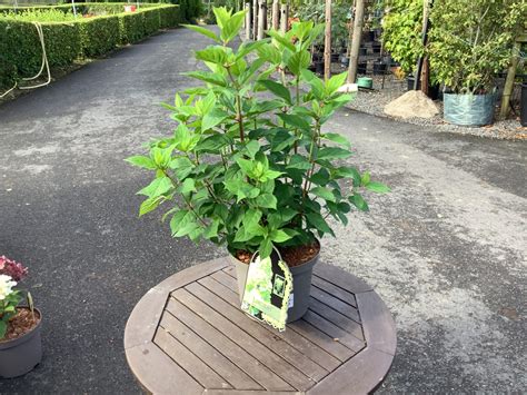 Hydrangea paniculata Limelight - Woodcroft Landscapes