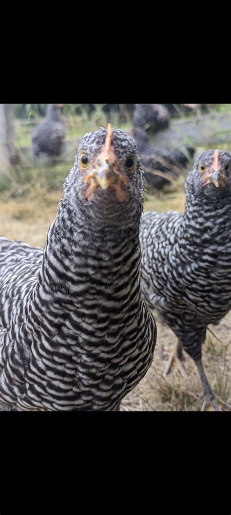 Barred Rock Chick