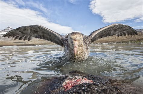 Antarctic Giant Petrel
