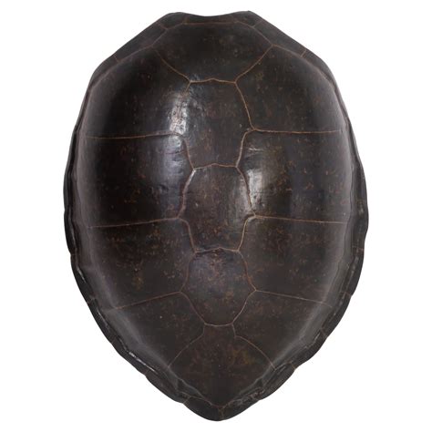Sea Turtle Shell 的图像结果
