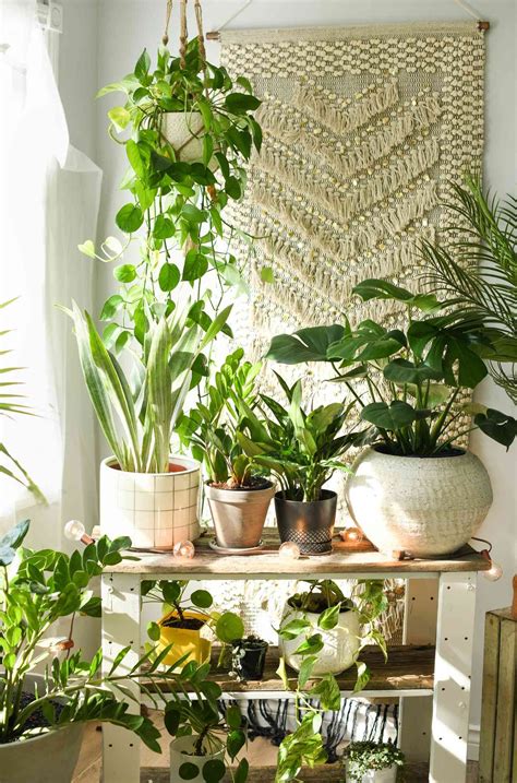 15 plant room ideas for a lush leafy oasis – Artofit