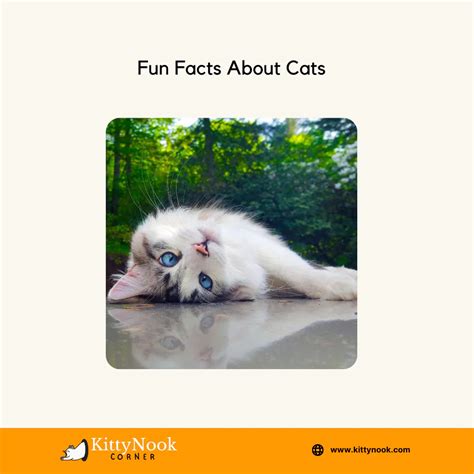 Fun Facts About Cats - Best Cat Blog – KittyNook Cat Co.
