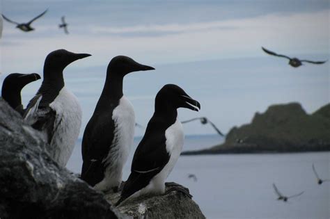 Scottish Wildlife - Animals & Attractions in Scotland | VisitScotland