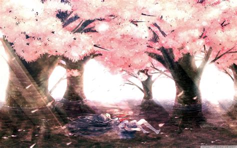 Cherry Blossom Anime 4k Wallpapers - Wallpaper Cave