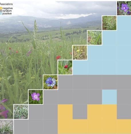 Plant Community 的图像结果