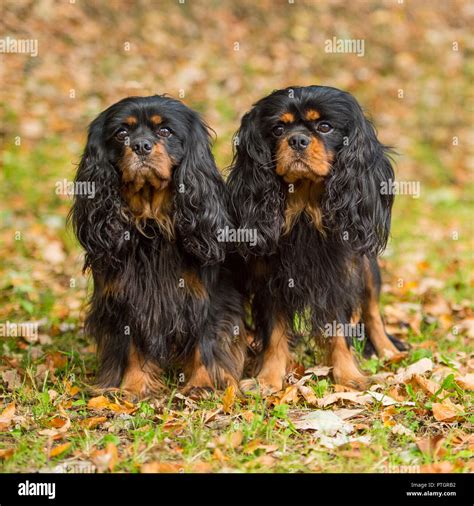Cavalier king charles spaniels hi-res stock photography and images - Alamy