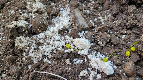 What is the white clusters under my yard : r/gardening