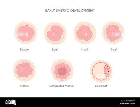 Image result for Early Embryo Development