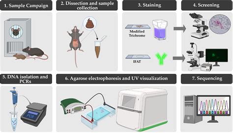 Microsporidia in Rodents—Mus musculus, Rattus norvegicus, and Rattus ...