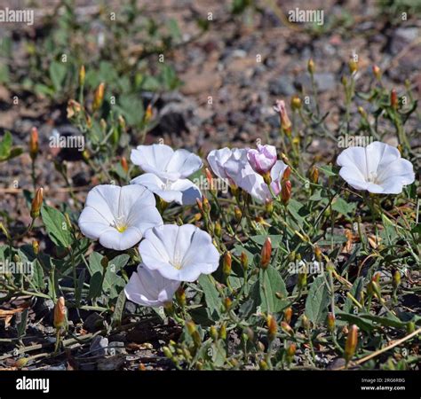wild white morning glory blossoms along the Alameda Creek Trail in ...