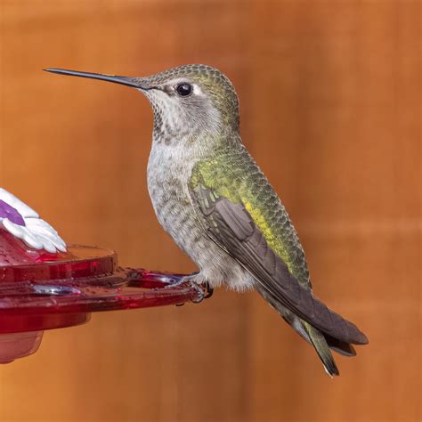 A male and female Anna's hummingbird dropped by the feeder. NorCal, USA ...