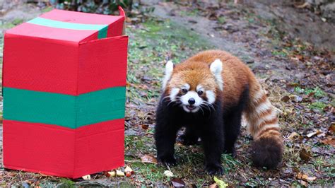 Sorry, Red Pandas aren’t pets