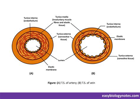 difference between arteries and veins Archives – easybiologynotes.com