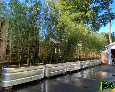 Bamboo Installations in New Jersey | Bamboo Bob