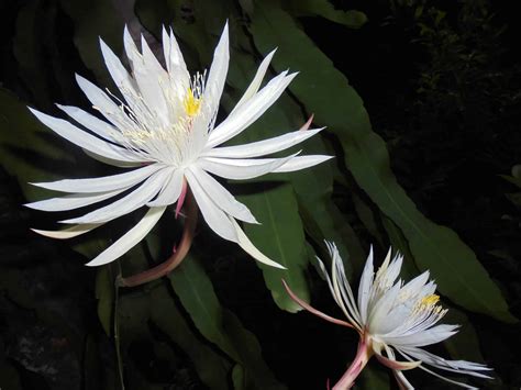 Night Blooming Cactus Flower