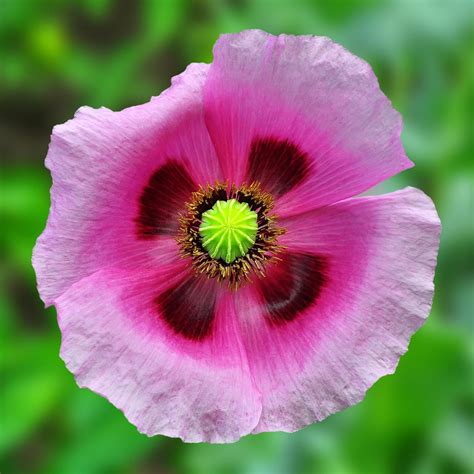 How to Plant, Grow and Care for Poppy Flowers | HGTV