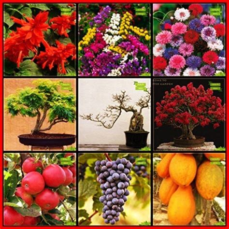 OhhSome Gardening Seeds Combo Flower Seeds & Fruit : Apple, Grape ...