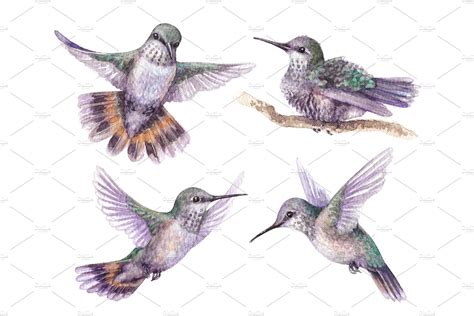 Watercolor Hummingbird