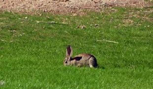 Image result for Wild Baby Rabbits Nest