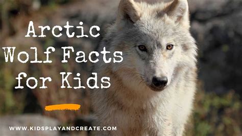 Arctic Wolf Facts for Kids - Kids Play and Create