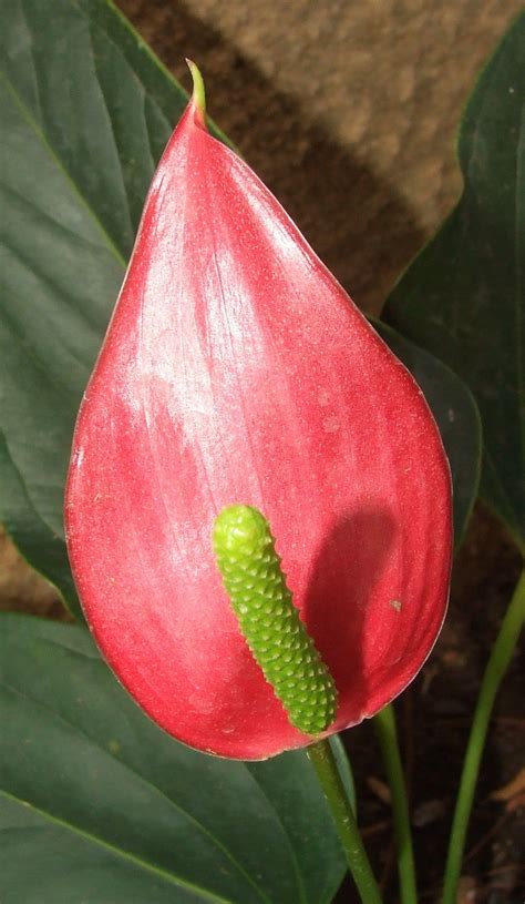 Red Peace Lily Plant