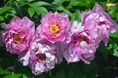 What Season Do Peonies Bloom at Marilyn Hudgins blog