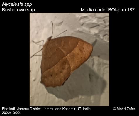 Mycalesis spp. | Butterfly