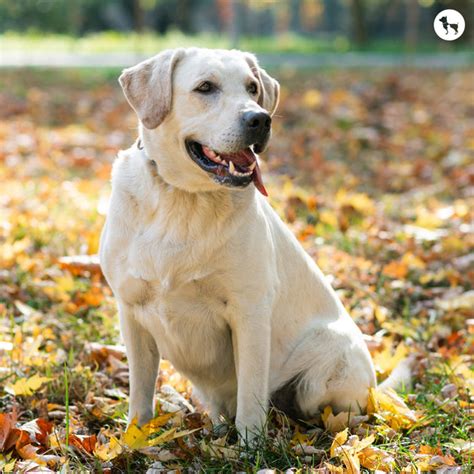 Labrador Retriever Dog Breed – Traits, Care & Training Guide