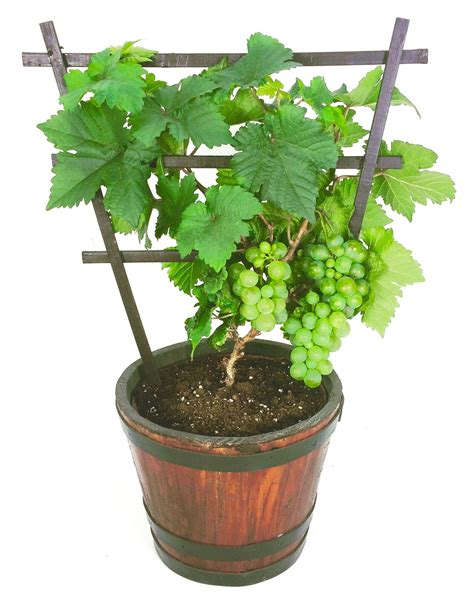 Best Grape Vines For Containers at Kristie Rhodes blog
