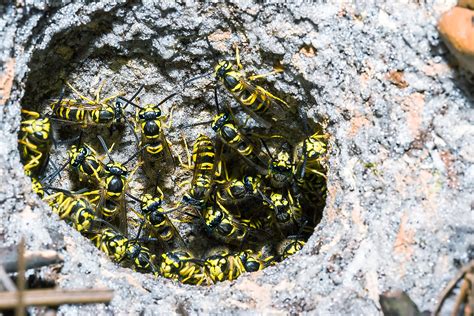 Worried About Yellow Jackets? Call Viking Pest Today