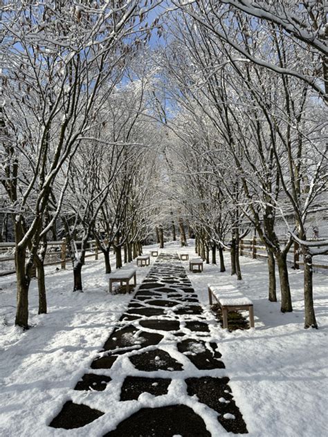 https://greenwoodgardens.org/wp-content/uploads/2023/12/carpinus-allee-winter.jpg