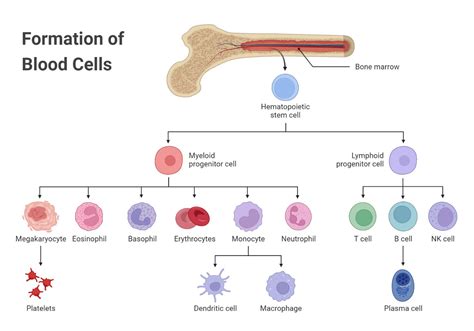 Blood Cells