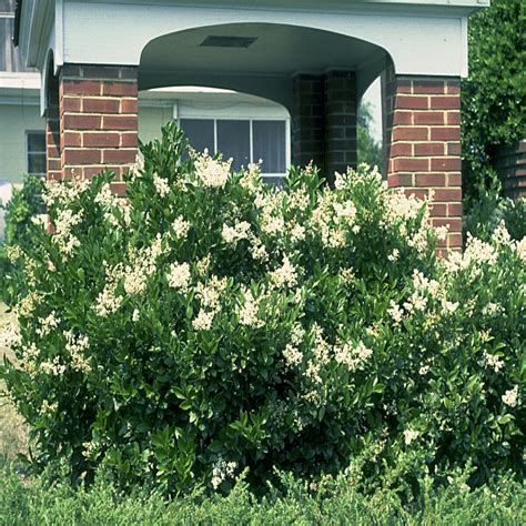 Ligustrum Japonicum Japanese Waxleaf Privet | SiteOne