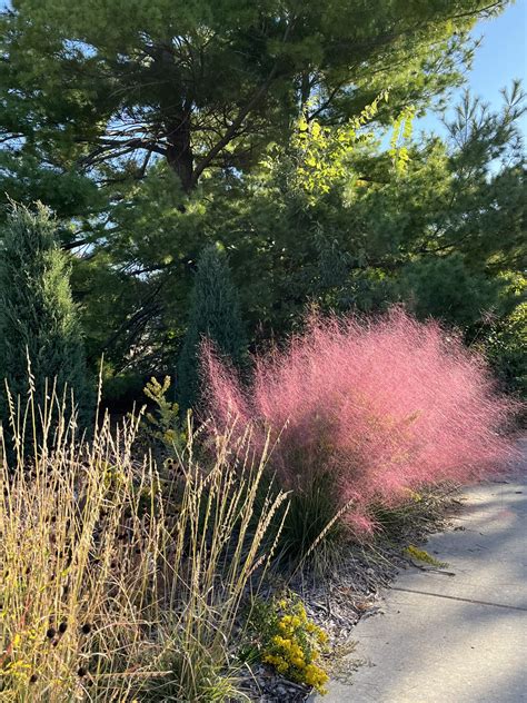 Pink Muhly Grass