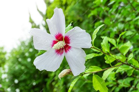 Premium Photo | White mugunghwa flower is a korean national flower or ...