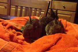 Image result for Feeding Baby Rabbits