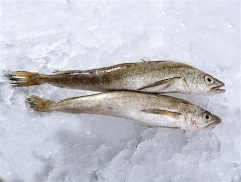 Pacific Whiting - Pacific Seafood