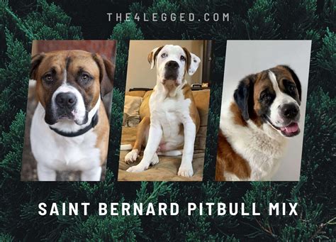 Saint Bernard Pitbull Mix
